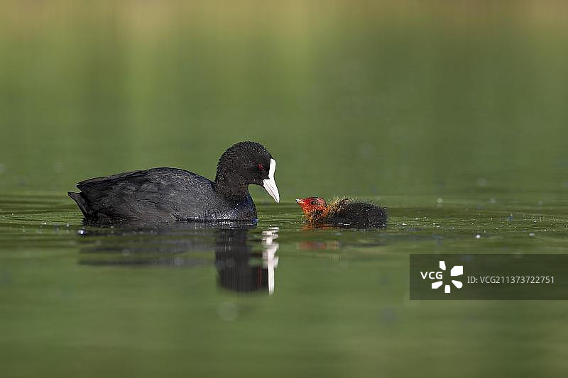 成年的欧亚骨顶鸡与乞食的雏鸟，在比利时班布瓦游泳图片素材
