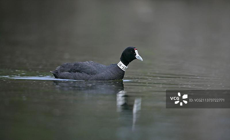 带有编号识别带的红冠欧亚骨顶鸡，西班牙，春季图片素材