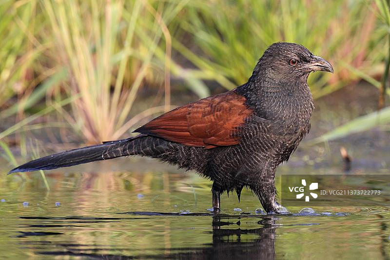 中国香港新界，行走在浅水中的大鸦鹃图片素材