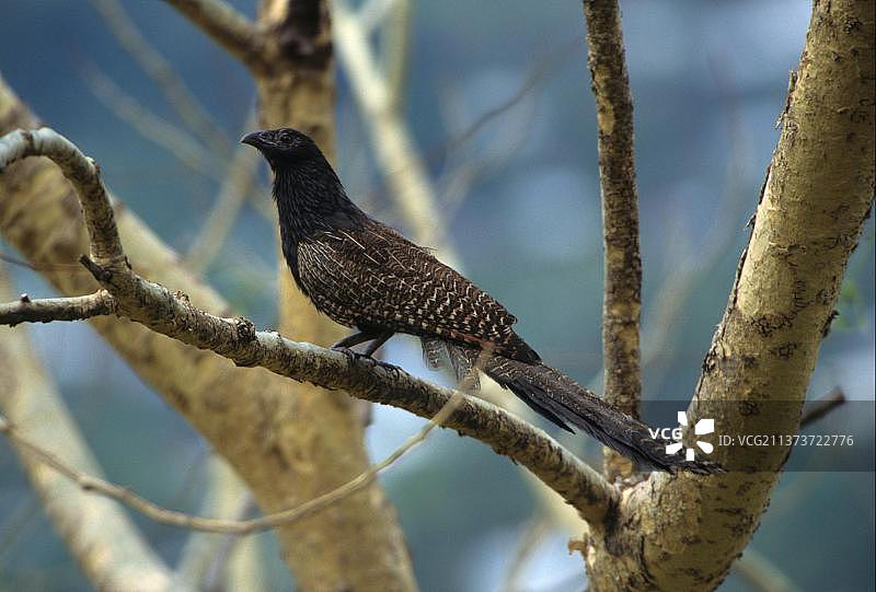澳洲雉鸊鷉图片素材