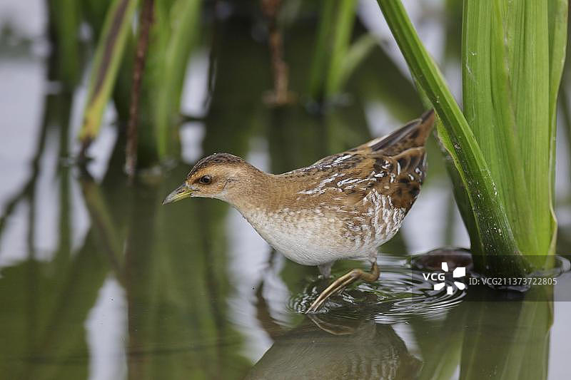 小田鸡幼鸟，走在浅水中，香港新界，中国，亚洲图片素材