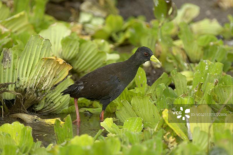 黑骨顶（Amaurornis flavirostris）成鸟，在马拉维利翁代国家公园的水莴苣（Pistia stratiotes）中图片素材
