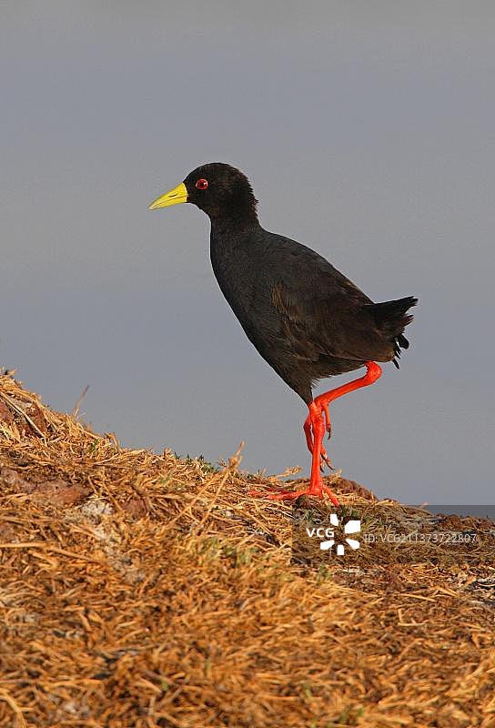 黑骨顶（Amaurornis flavirostris）成年，行走在埃塞俄比亚湖边的干燥植被上图片素材