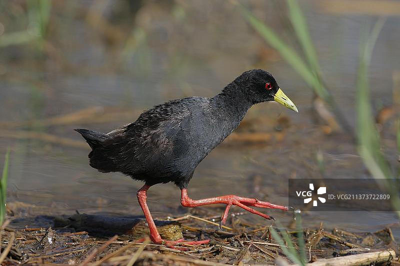 黑田鸡在肯尼亚水边奔跑图片素材