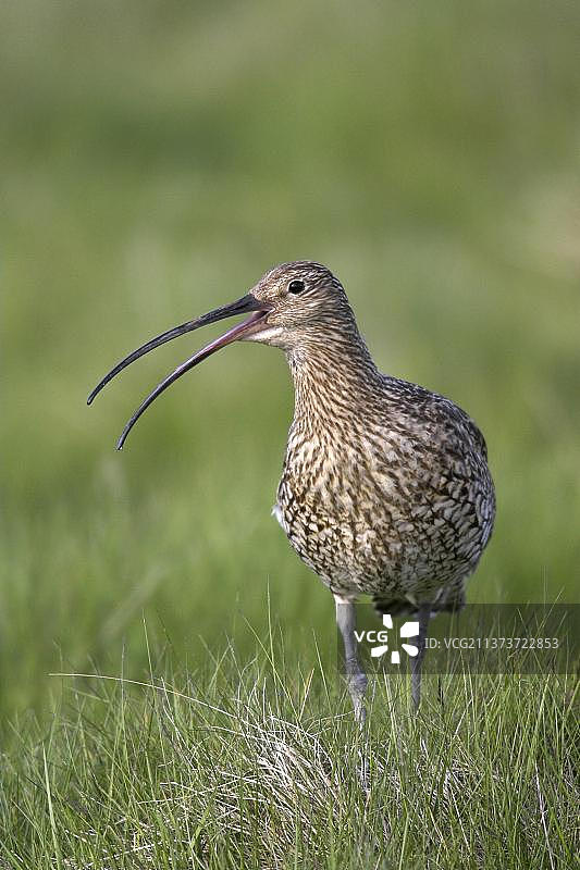 欧亚鸻成鸟在草地上鸣叫，地点：苏格兰图片素材