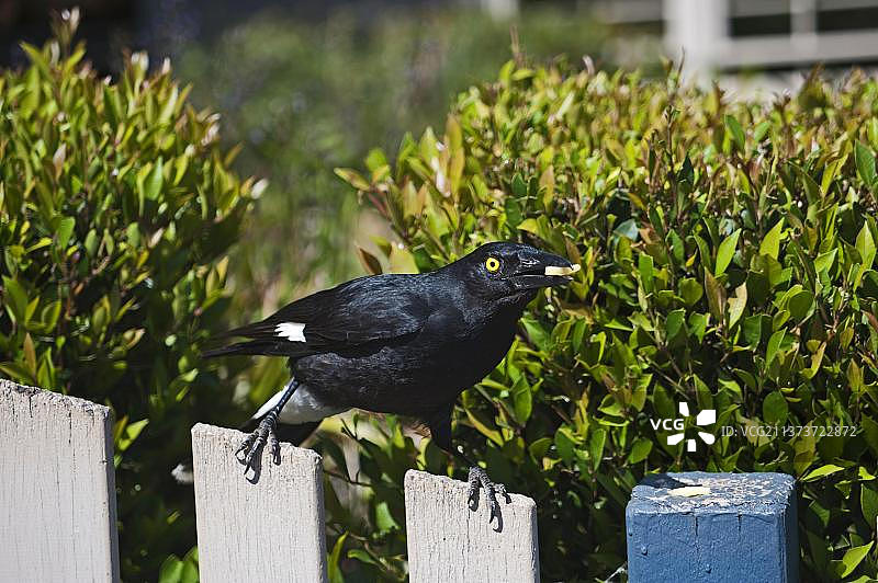 黑噪鹃图片素材
