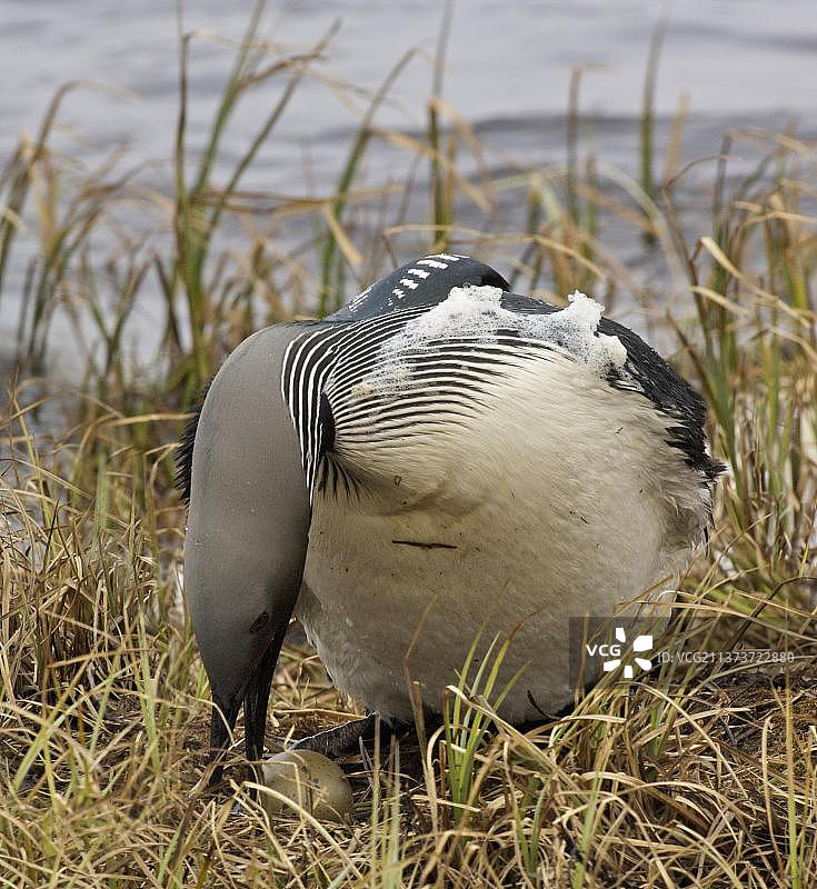 黑喉潜鸟（北极潜鸟）成鸟在巢中产卵，挪威芬马克郡瓦尔岛，基贝格图片素材