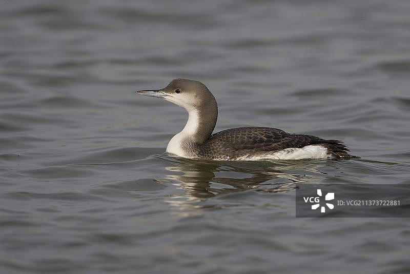 黑喉潜鸟（Gavia arctica）成年，冬羽，游泳，英国萨福克郡图片素材