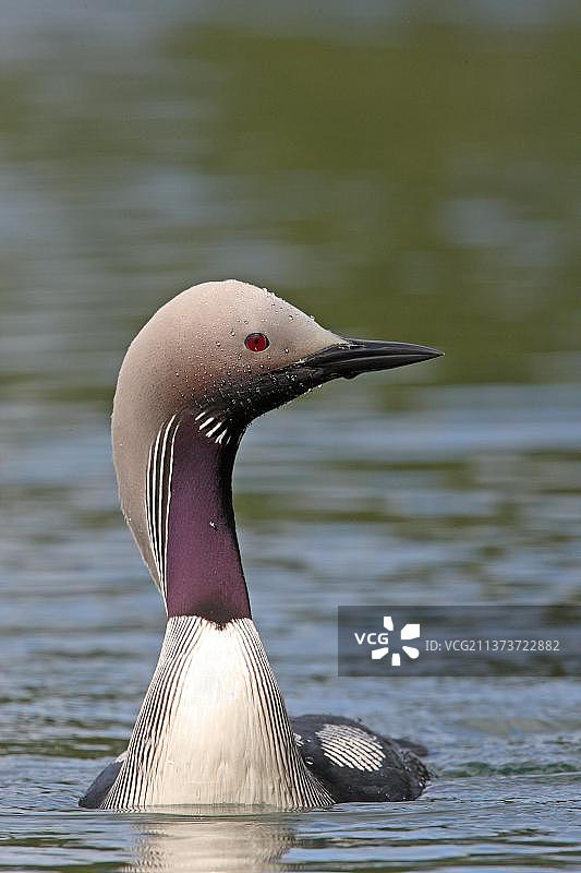 在海中游泳的成年黑喉潜鸟，芬兰，欧洲图片素材