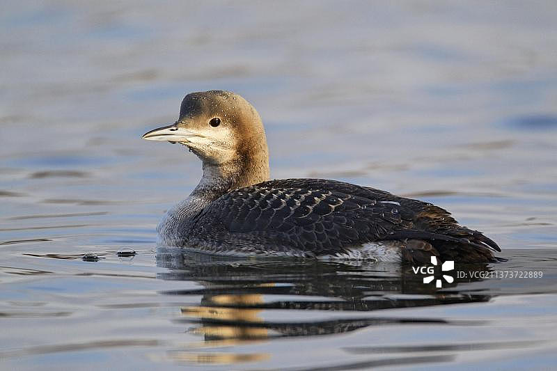 英格兰斯塔福德郡海中游泳的黑喉潜鸟幼鸟图片素材