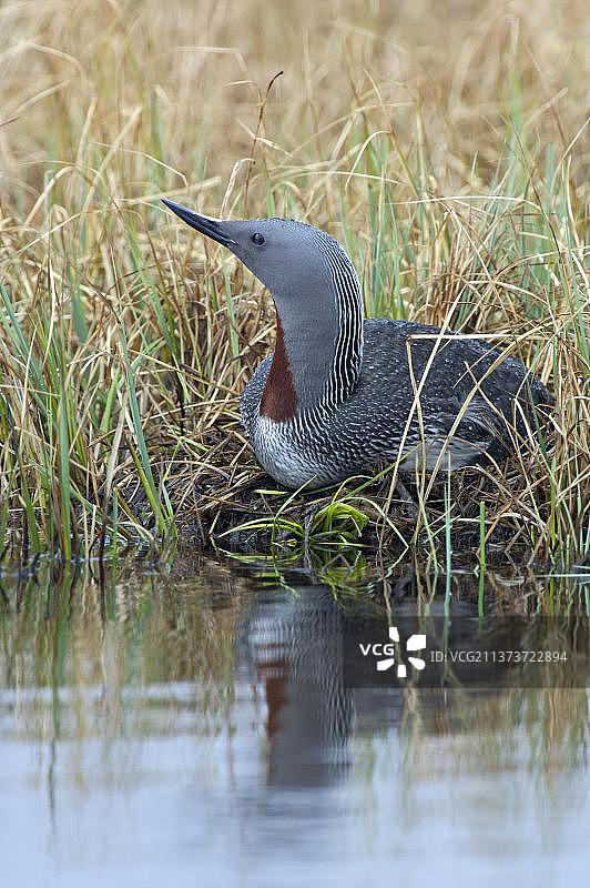 红喉潜鸟，成鸟栖息于巢穴，挪威图片素材