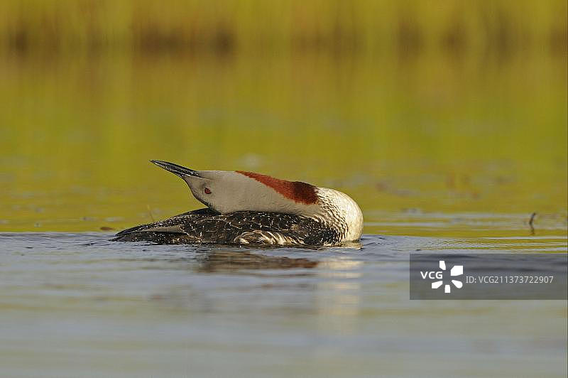 红喉潜鸟（Gavia stellata），成年繁殖羽，游泳，头部沿着背部伸展，冰岛，欧洲图片素材