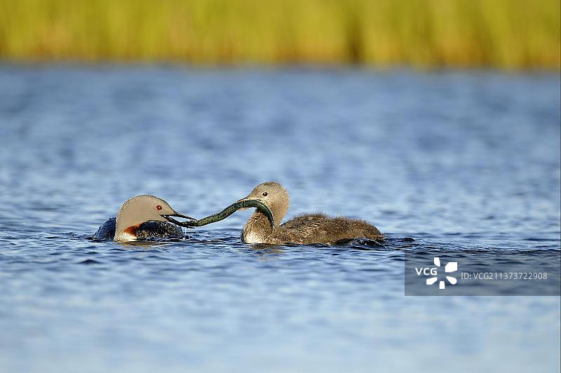 红喉潜鸟（Gavia stellata），繁殖羽，在冰岛水面上用鱼喂雏鸟图片素材
