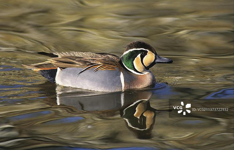 小鸭，绿翅鸭，鸭子，鹅，动物，鸟类，雄性绿翅鸭图片素材