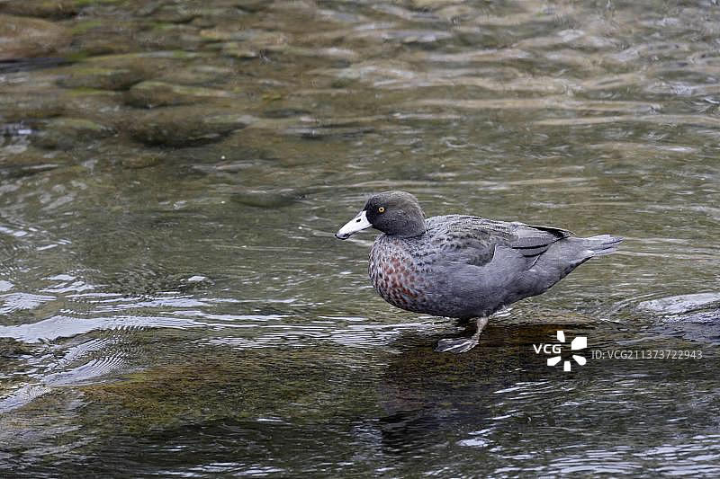 新西兰北岛汤加里罗河中的蓝鸭（Hymenolaimus malacorhynchos）成年个体，濒危物种图片素材