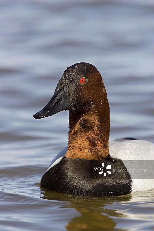 北美帆背潜鸭成年雄鸟头部特写图片素材