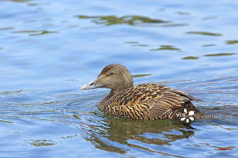 普通绒鸭成年雌鸟，在英国苏格兰设得兰群岛附近海域游泳图片素材