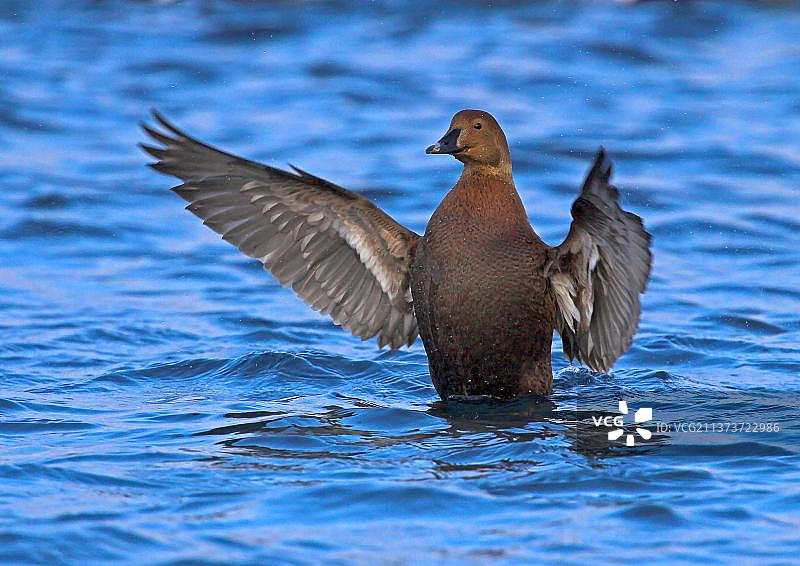 海面上拍打翅膀的成年雌性王绒鸭，挪威北部图片素材