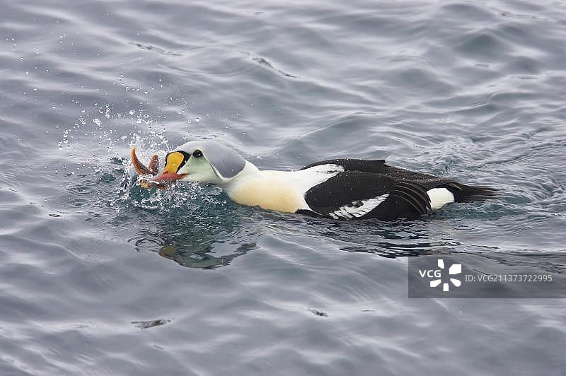 王绒鸭成年雄鸟在瓦朗厄尔峡湾海域捕食海星图片素材
