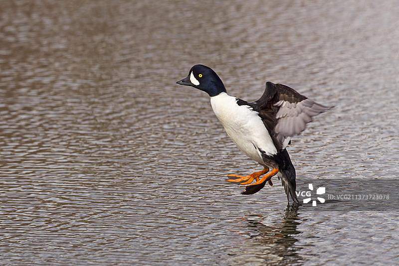 飞行中降落在池塘上的雄性斑头秋沙鸭，米湖，冰岛，欧洲图片素材