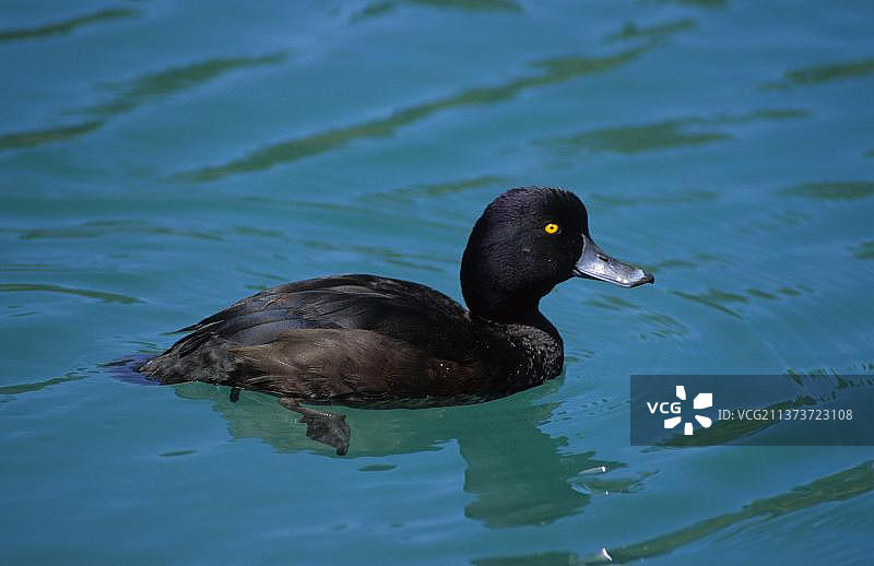 鸭子，鹅鸟，动物，鸟类，新西兰 scaup (Aythya novaeseelandiae) 游泳，新西兰，大洋洲图片素材