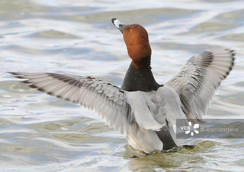 普通红头潜鸭（Aythya ferina），成年雄性，在水面上伸展翅膀，英国诺福克郡图片素材