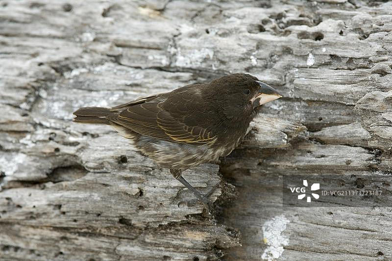 地雀，西班牙仙人掌地雀，达尔文雀(Geospiza conirostris)，地方特有，鸣禽，动物，鸟类，雀类，大型仙人掌雀幼鸟，觅食，加德纳湾，西班牙岛，加拉帕戈斯图片素材