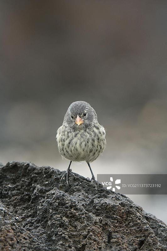 小地雀，加拉帕戈斯地雀，达尔文雀，在熔岩石上的小嘴地雀图片素材