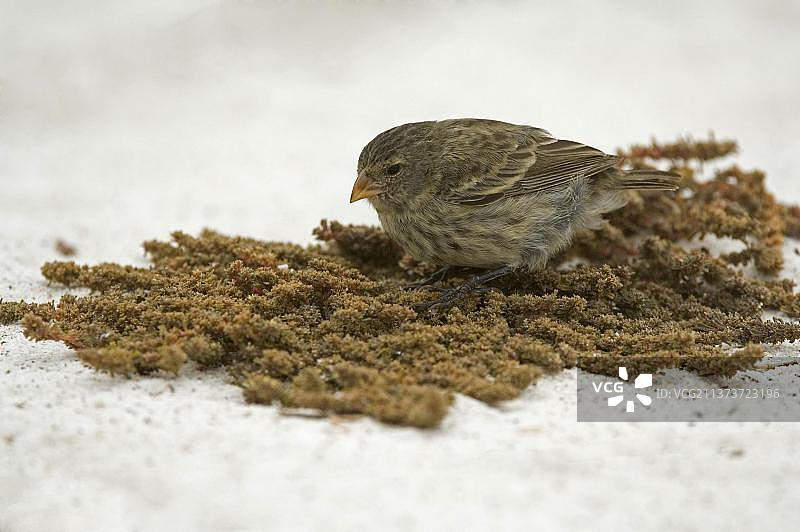 小地雀，加拉帕戈斯雀，达尔文雀，海滩觅食图片素材