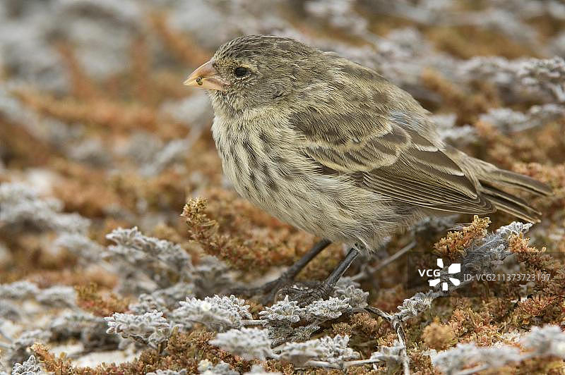 小地雀，加拉帕戈斯地雀，达尔文雀，在加拉帕戈斯群岛埃斯帕尼奥拉岛加德纳湾觅食种子图片素材