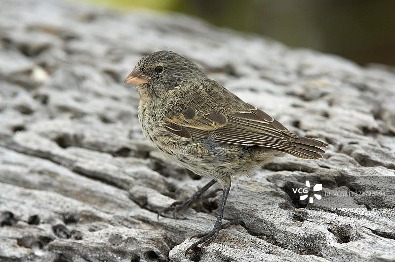 小地雀，加拉帕戈斯雀，达尔文雀，鸟类，动物，雀类，小嘴地雀（Geospiza fuliginosa），加拉帕戈斯群岛埃斯帕尼奥拉岛图片素材