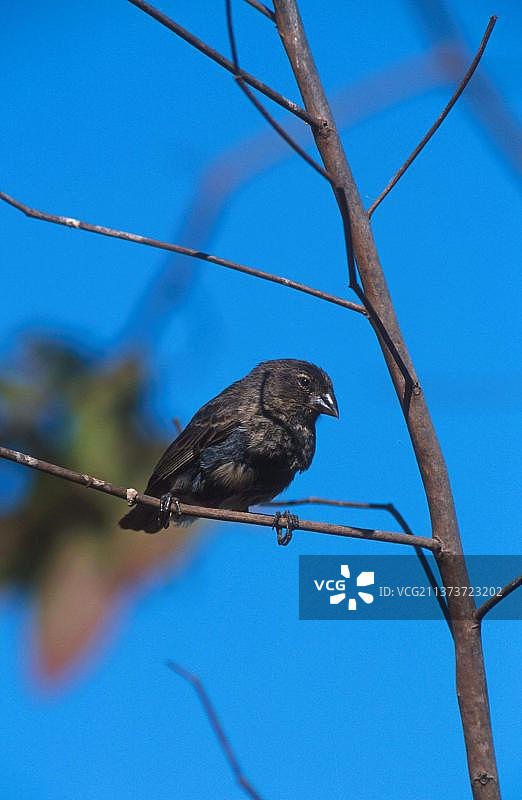 中地雀（Geospiza fortis），加拉帕戈斯地雀，达尔文雀，鸣禽，动物，鸟类，雀类，乌尔维纳湾中地雀，加拉帕戈斯群岛图片素材