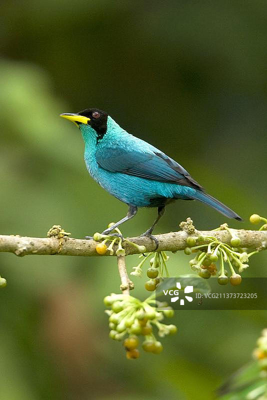 绿旋蜜雀，栖息在树枝上，特立尼达和多巴哥，中美洲图片素材