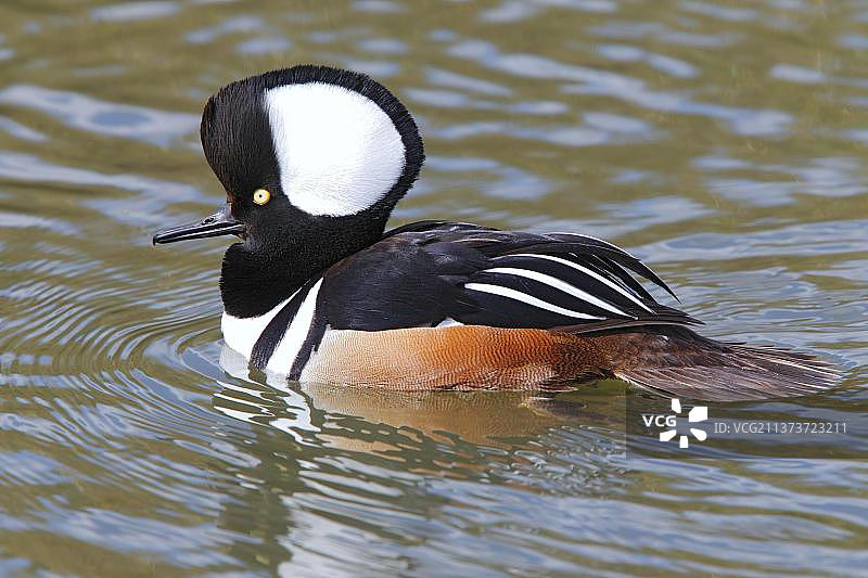 带冠秋沙鸭图片素材