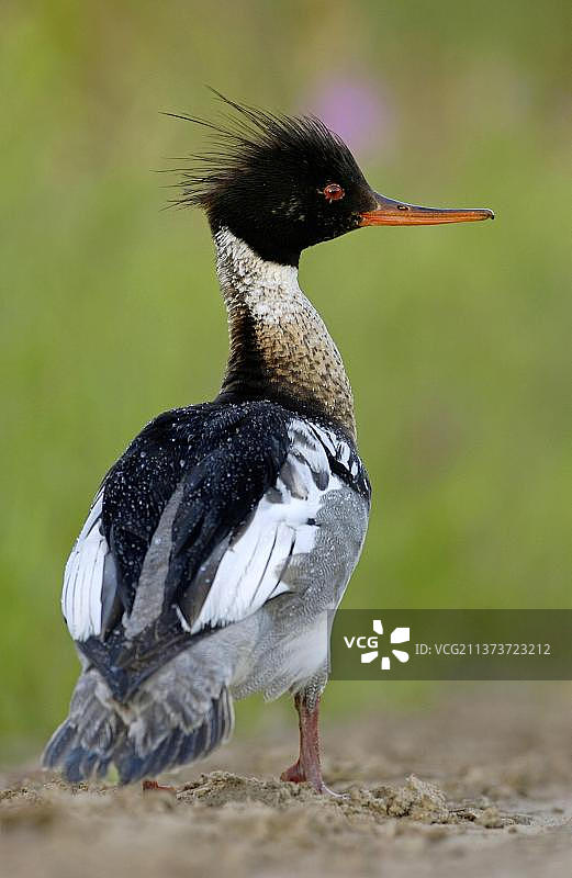 红胸秋沙鸭（雄性），鹅鸟，动物，鸟类，站立的红胸秋沙鸭，芬兰，欧洲图片素材