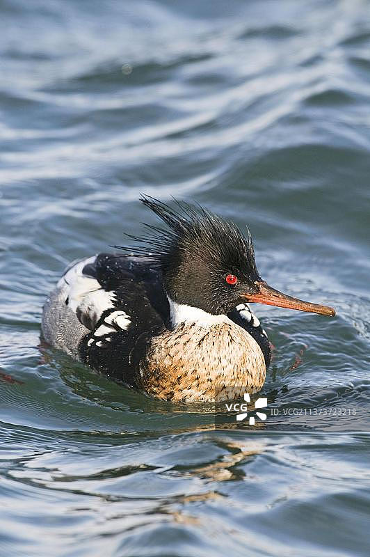 红胸秋沙鸭：雄性成鸟于日本北海道港口冬季泳姿图片素材
