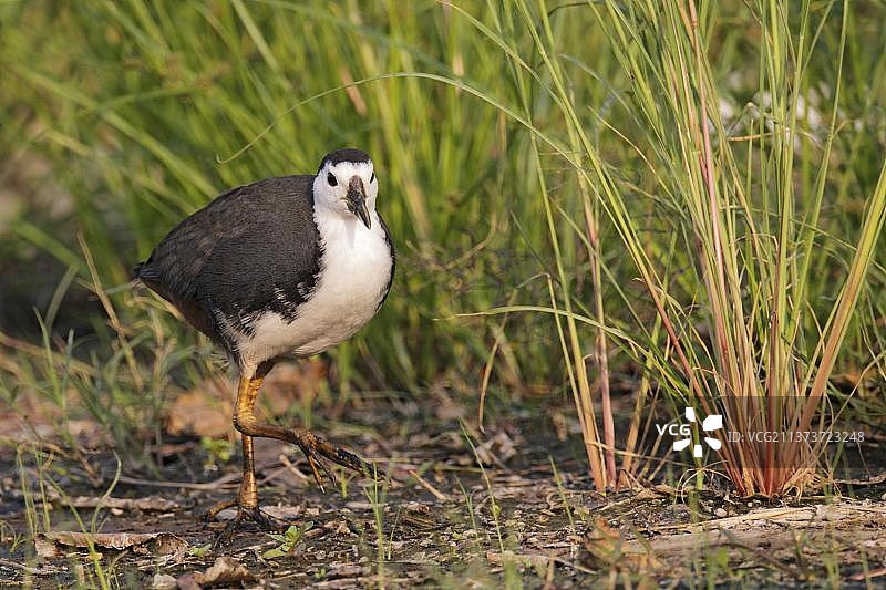 在中国香港的泥地上行走的白胸苦恶鸟图片素材