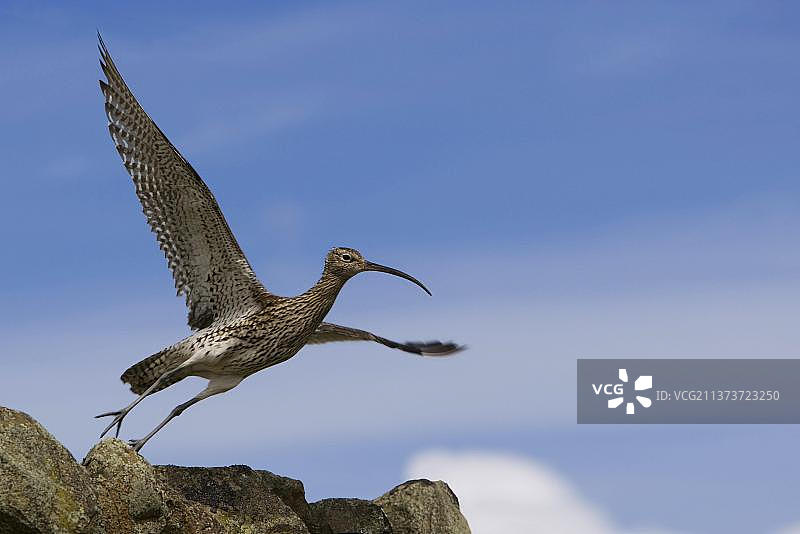 飞行中的丘鹬，从岩石上起飞，苏格兰，英国，欧洲图片素材