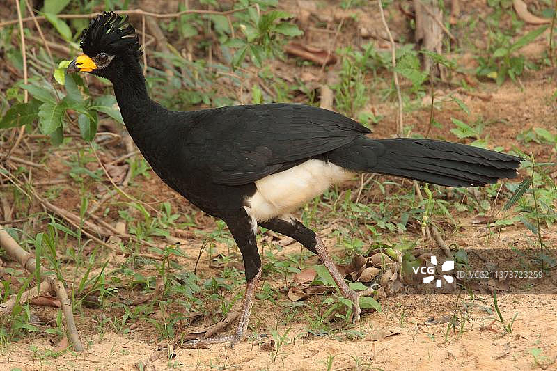 裸脸蕉鹃，鸡形目鸟类，动物，鸟类，成年雄性裸脸蕉鹃行走中，库亚巴河，茹夫里港，马托格罗索州，巴西，南美洲图片素材