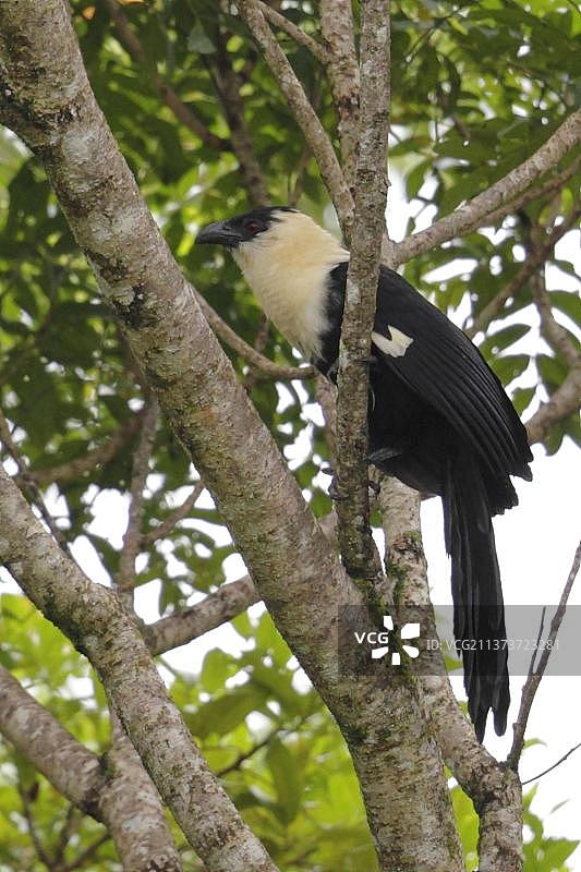 白头地鹃，鸟类，杜鹃鸟，白颈鸦鹃（Centropus ateralbus），栖息于新爱尔兰莱莱特高原图片素材