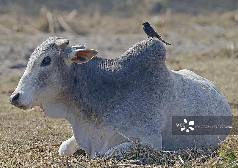 家养牛，婆罗门牛（Bos indicus）成年牛，休息中，背上坐着黑卷尾（Dicrurus macrocercus）成年鸟，印度北部图片素材