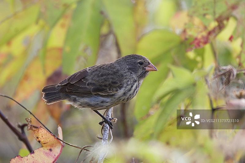 加拉帕戈斯地雀图片素材