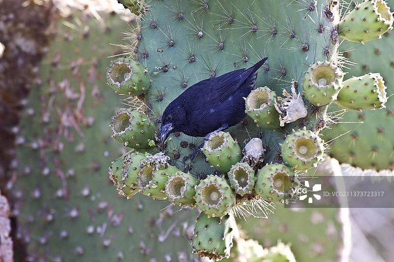 仙人掌地雀，达尔文雀，特有种，鸣禽，动物，鸟类，雀类，加拉帕戈斯群岛仙人掌地雀图片素材