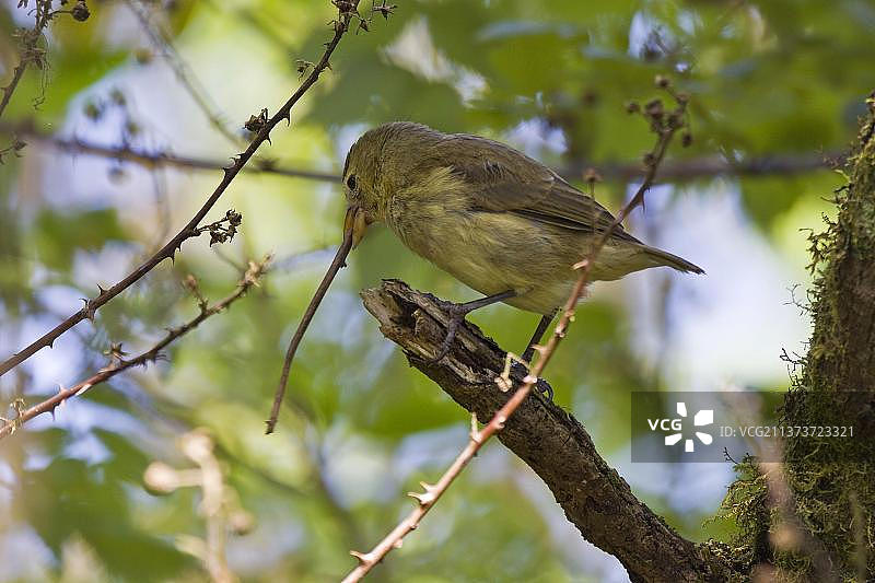 使用树枝寻找幼虫的加拉帕戈斯地雀图片素材