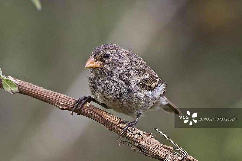 加拉帕戈斯地雀图片素材
