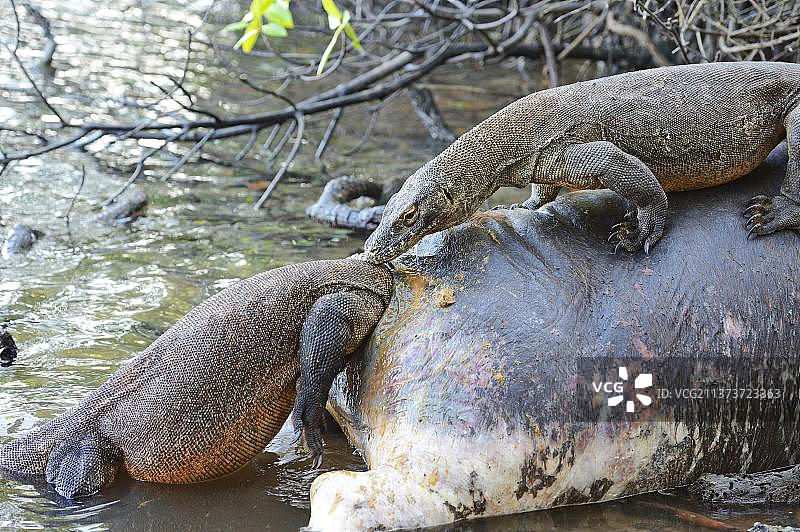 科莫多巨蜥在红树林地区水牛尸体上（印度尼西亚林卡岛，亚洲）图片素材