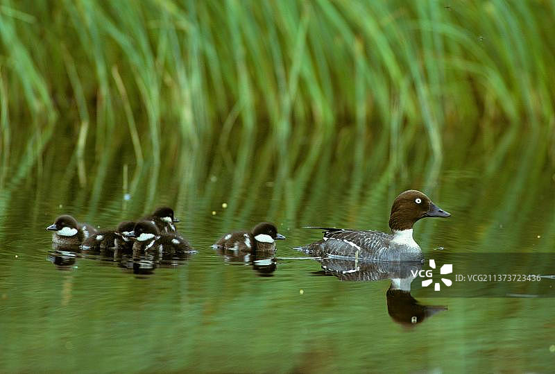 金眼鸭和刚出生的小鸭图片素材