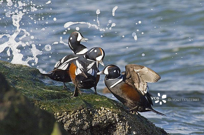 丑鸭（新泽西州沿海岩石）图片素材