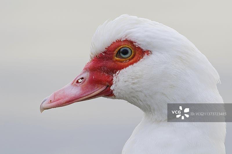成年番鸭头部特写图片素材