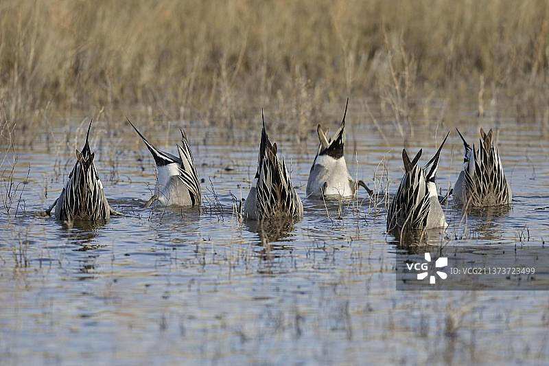 新墨西哥州针尾鸭觅食场景图片素材